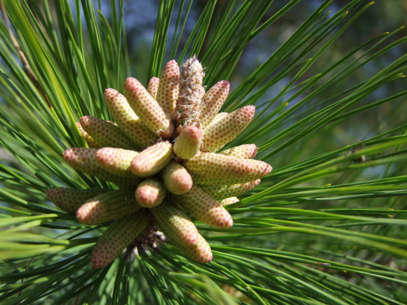 001-Pine Seeds.jpg